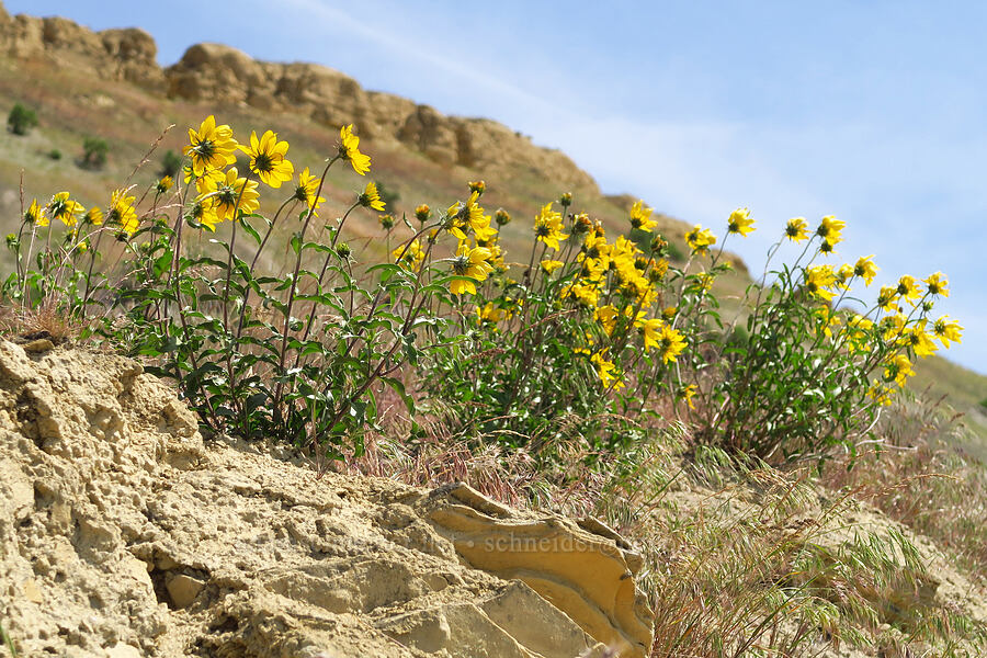 Cusick's sunflower (Helianthus cusickii) [below White Bluffs, Hanford Reach National Monument, Grant County, Washington]