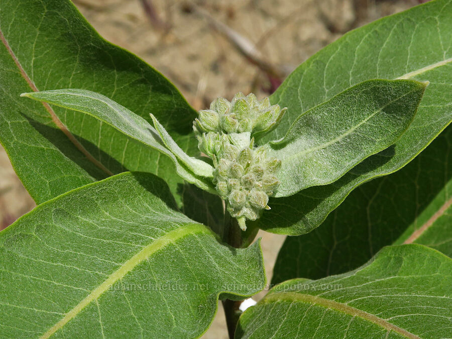 showy milkweed, budding (Asclepias speciosa) [below White Bluffs, Hanford Reach National Monument, Grant County, Washington]