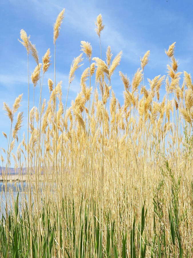 common reeds (Phragmites australis) [below White Bluffs, Hanford Reach National Monument, Grant County, Washington]