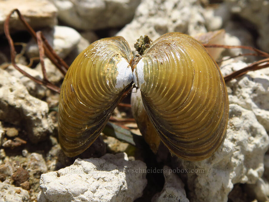 Asian clam shell (Corbicula fluminea) [below White Bluffs, Hanford Reach National Monument, Grant County, Washington]