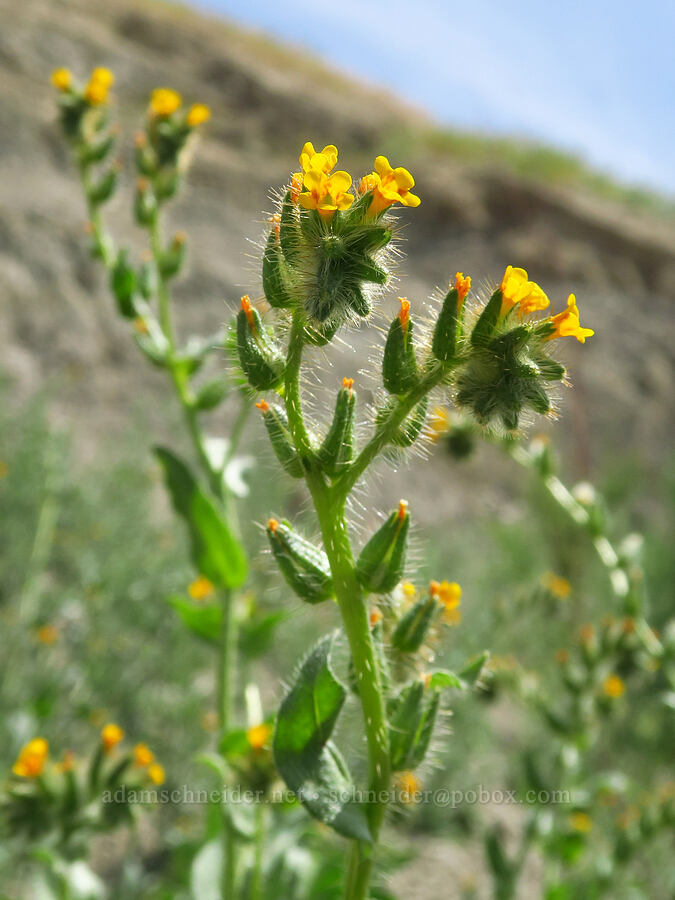 bristly fiddleneck (Amsinckia tessellata) [below White Bluffs, Hanford Reach National Monument, Grant County, Washington]