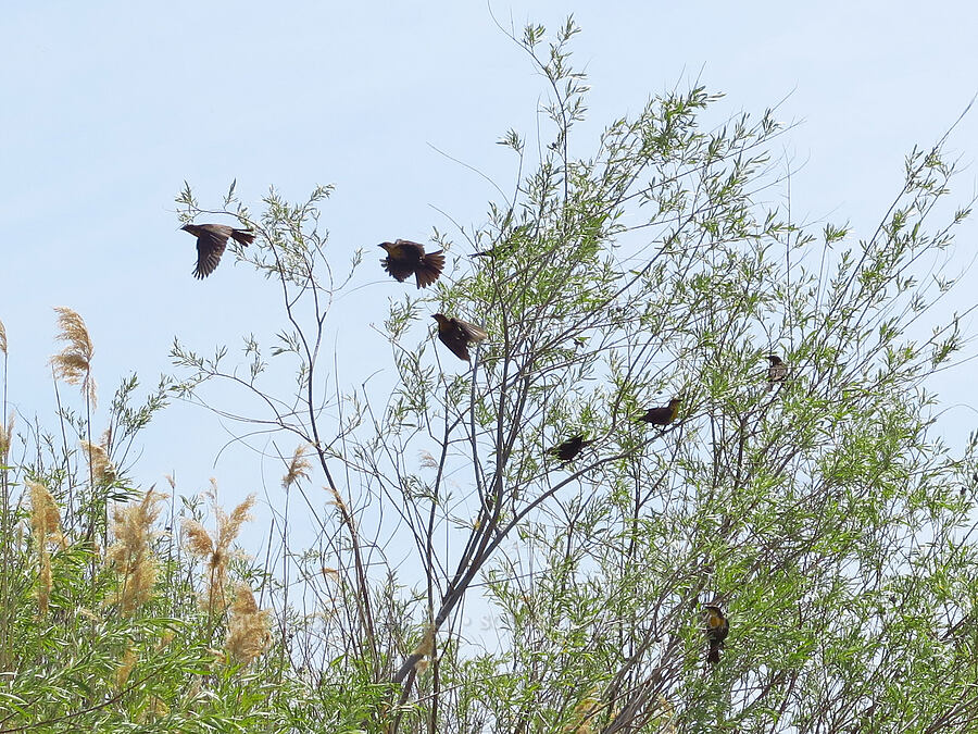 female yellow-headed blackbirds (Xanthocephalus xanthocephalus) [below White Bluffs, Hanford Reach National Monument, Grant County, Washington]