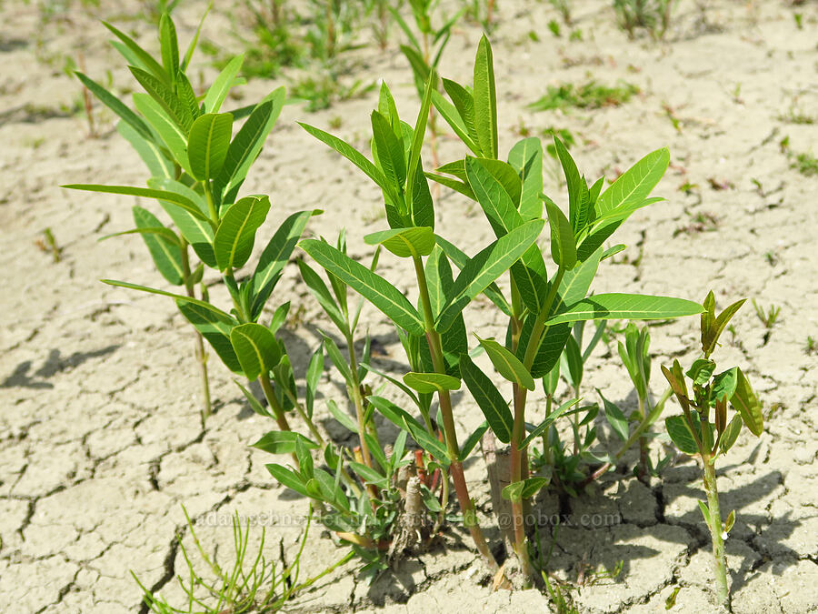 hemp dogbane leaves (Apocynum cannabinum) [below White Bluffs, Hanford Reach National Monument, Grant County, Washington]