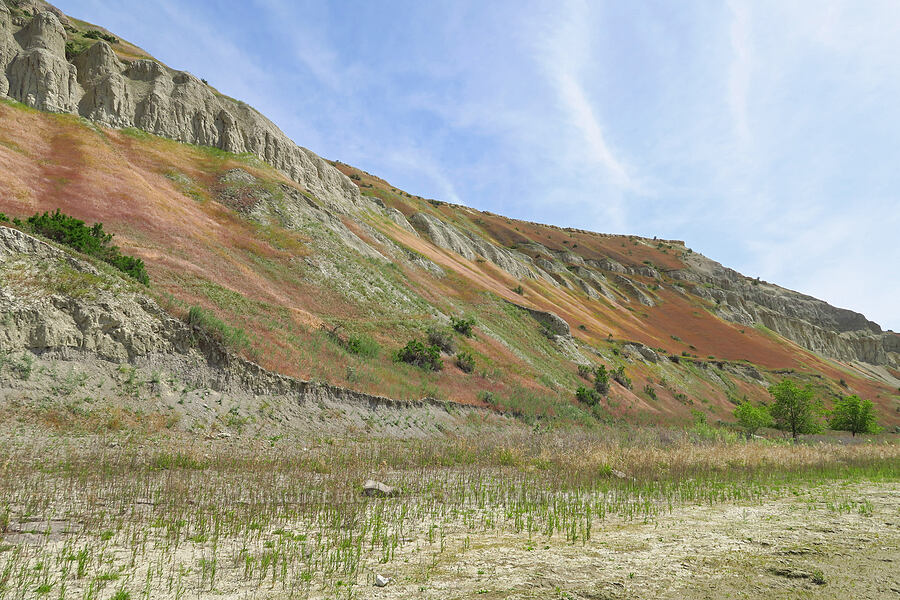 cliffs & colorful grasses [below White Bluffs, Hanford Reach National Monument, Grant County, Washington]