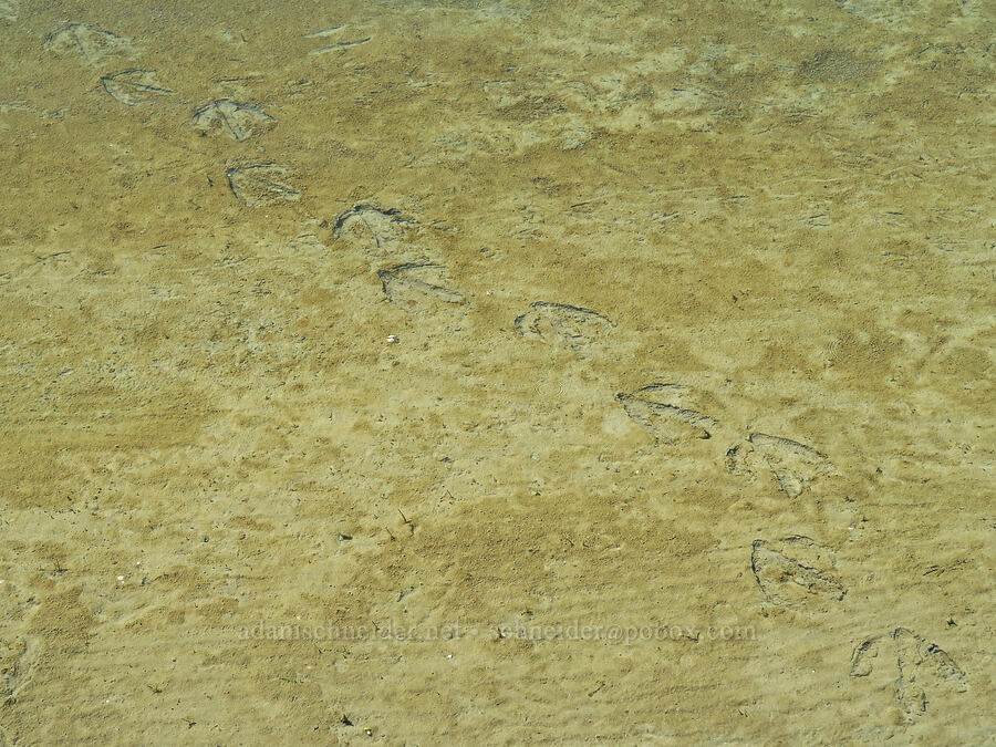 underwater bird tracks [below White Bluffs, Hanford Reach National Monument, Grant County, Washington]