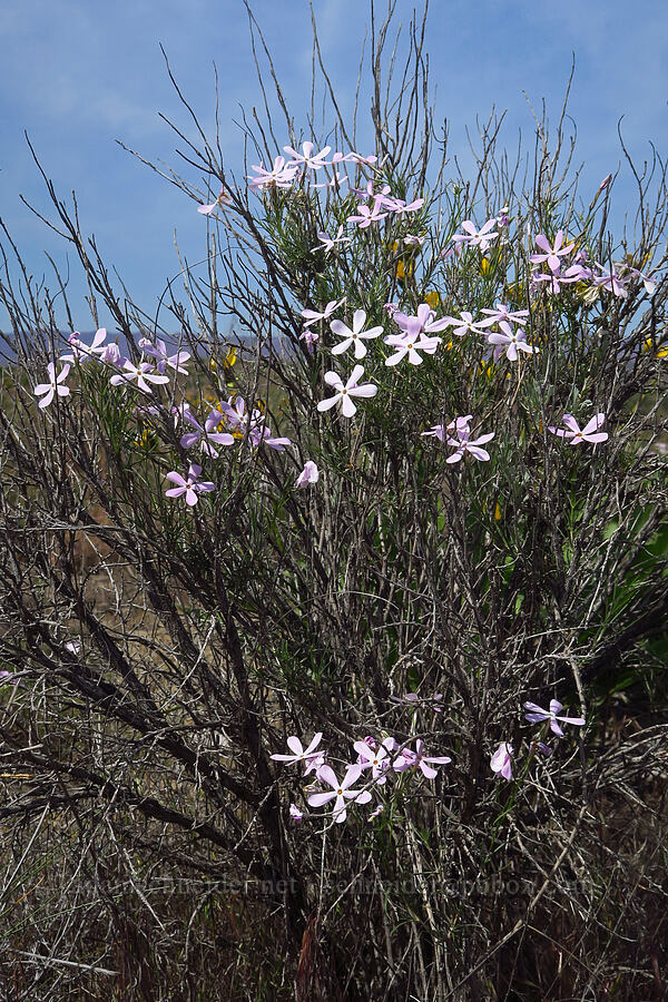 very tall long-leaf phlox (Phlox longifolia) [Wahluke North Access Road, Hanford Reach National Monument, Franklin County, Washington]