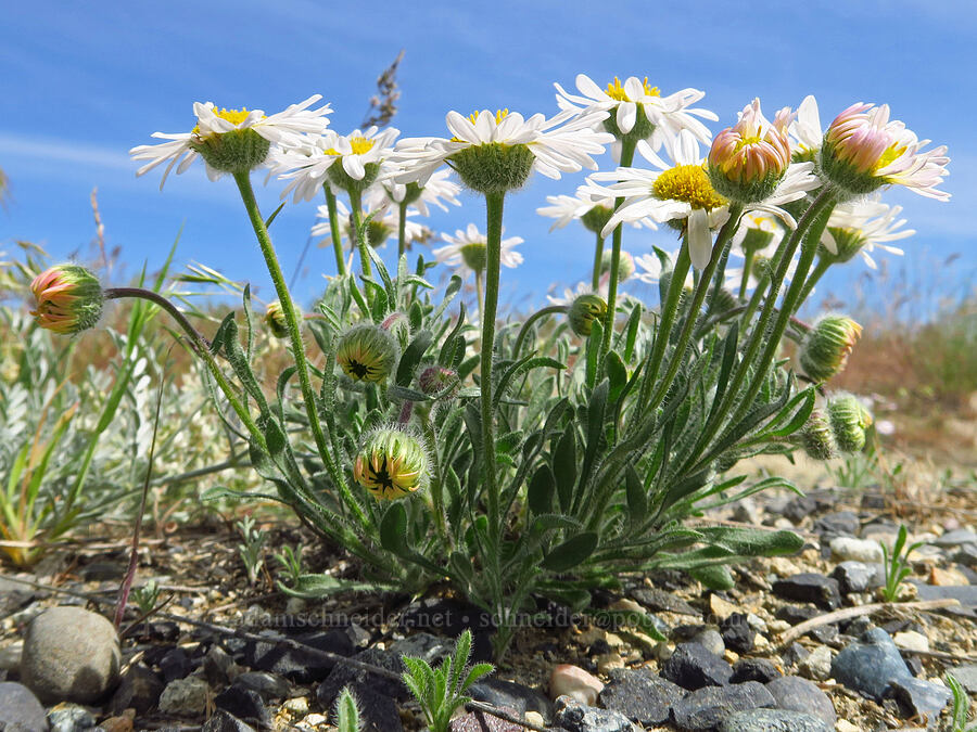 cushion fleabane (Erigeron poliospermus) [White Bluffs Overlook, Hanford Reach National Monument, Franklin County, Washington]