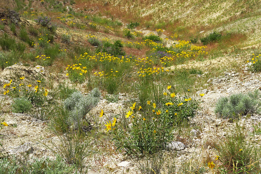 sunflowers below (Helianthus cusickii) [White Bluffs Overlook, Hanford Reach National Monument, Franklin County, Washington]