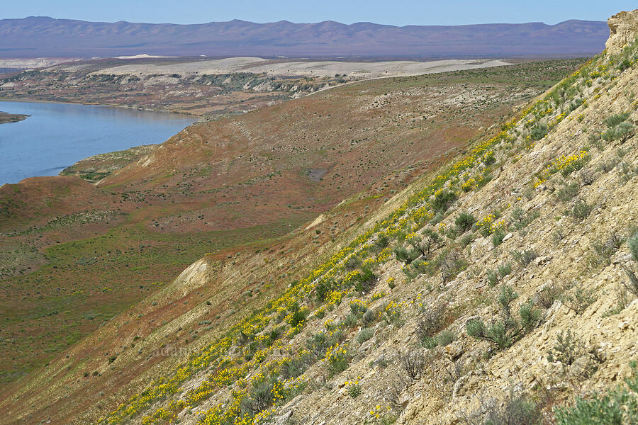 sunflower-covered slope (Helianthus cusickii) [White Bluffs Overlook, Hanford Reach National Monument, Franklin County, Washington]