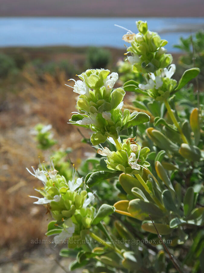 white purple sage (Salvia dorrii) [White Bluffs Overlook, Hanford Reach National Monument, Franklin County, Washington]