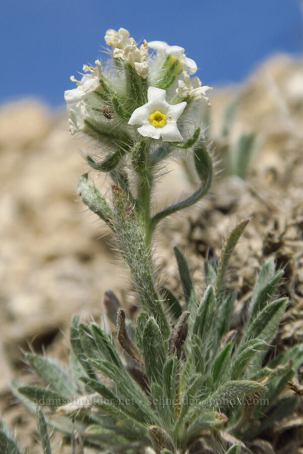 cock's-comb cryptantha (Oreocarya glomerata (Cryptantha celosioides)) [White Bluffs Overlook, Hanford Reach National Monument, Franklin County, Washington]