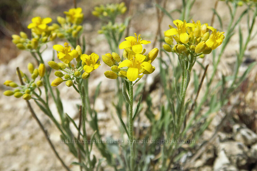 White Bluffs bladder-pod (Physaria douglasii ssp. tuplashensis (Lesquerella tuplashensis)) [White Bluffs Overlook, Hanford Reach National Monument, Franklin County, Washington]