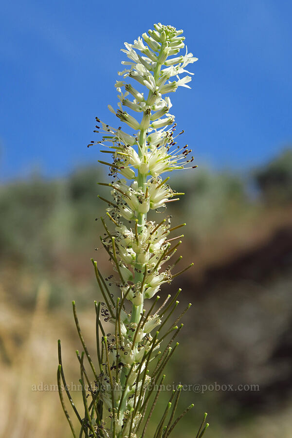 many-flower thelypody (Thelypodium milleflorum) [White Bluffs Overlook, Hanford Reach National Monument, Franklin County, Washington]