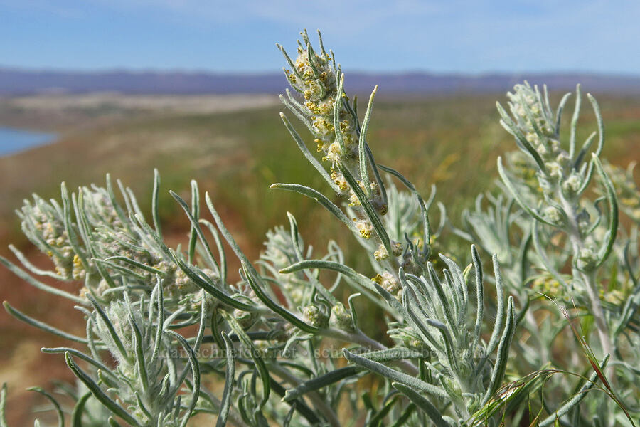 winter-fat (Krascheninnikovia lanata (Ceratoides lanata)) [White Bluffs Overlook, Hanford Reach National Monument, Franklin County, Washington]