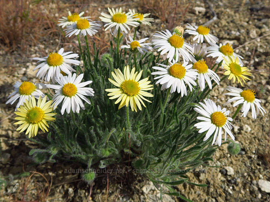 fleabane with white & yellow flowers (Erigeron sp.) [White Bluffs Overlook, Hanford Reach National Monument, Franklin County, Washington]