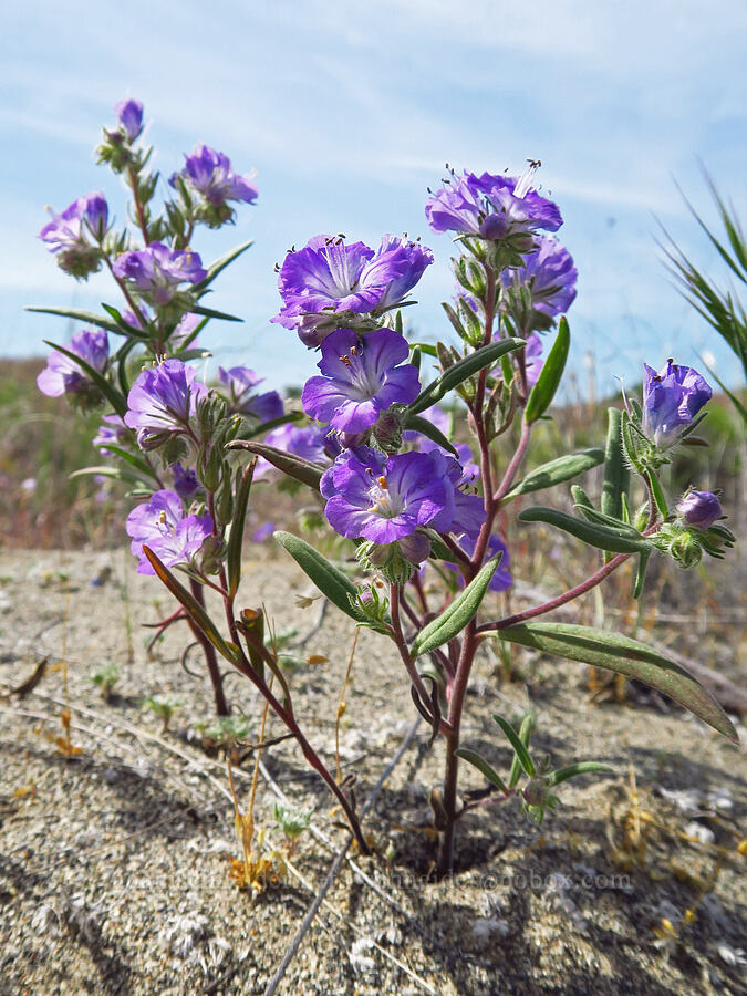 thread-leaf phacelia (Phacelia linearis) [Wahluke North Access Road, Hanford Reach National Monument, Franklin County, Washington]