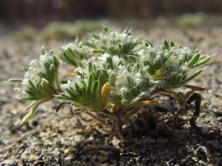 cushion cryptantha (Greeneocharis circumscissa var. circumscissa (Cryptantha circumscissa var. circumscissa)) [Wahluke North Access Road, Hanford Reach National Monument, Franklin County, Washington]