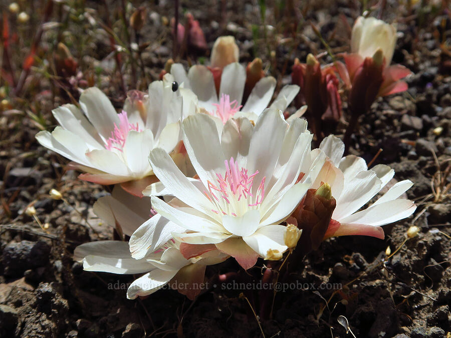 bitterroot (Lewisia rediviva) [Alder Springs Trail, Crooked River National Grassland, Jefferson County, Oregon]