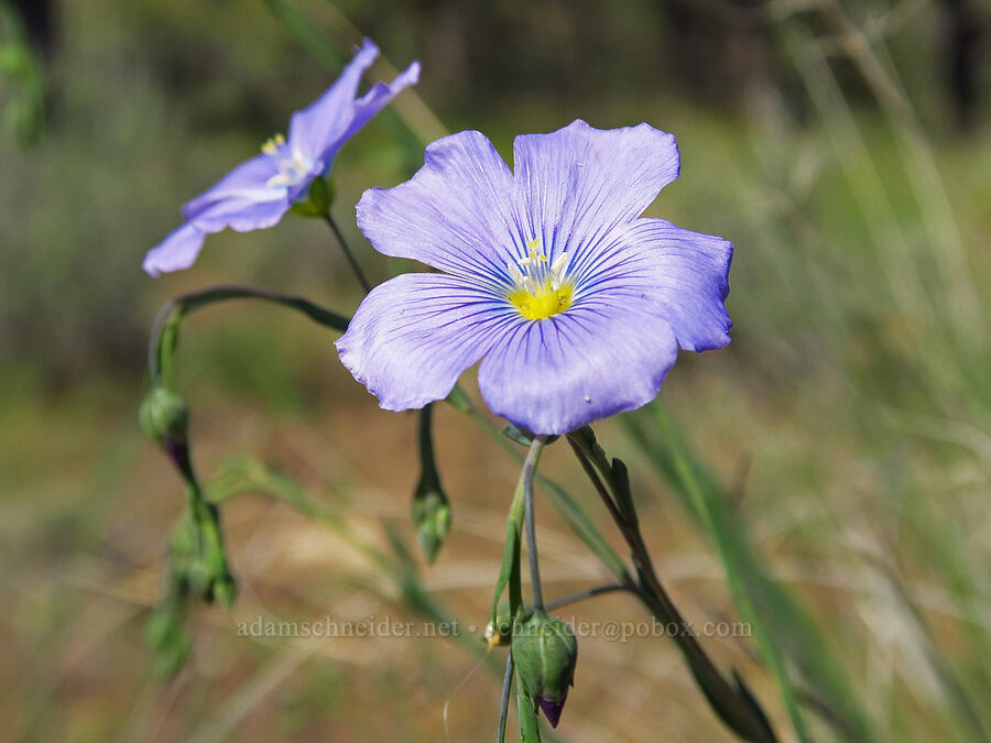 blue flax (Linum lewisii (Linum perenne var. lewisii)) [Alder Springs Trail, Crooked River National Grassland, Jefferson County, Oregon]