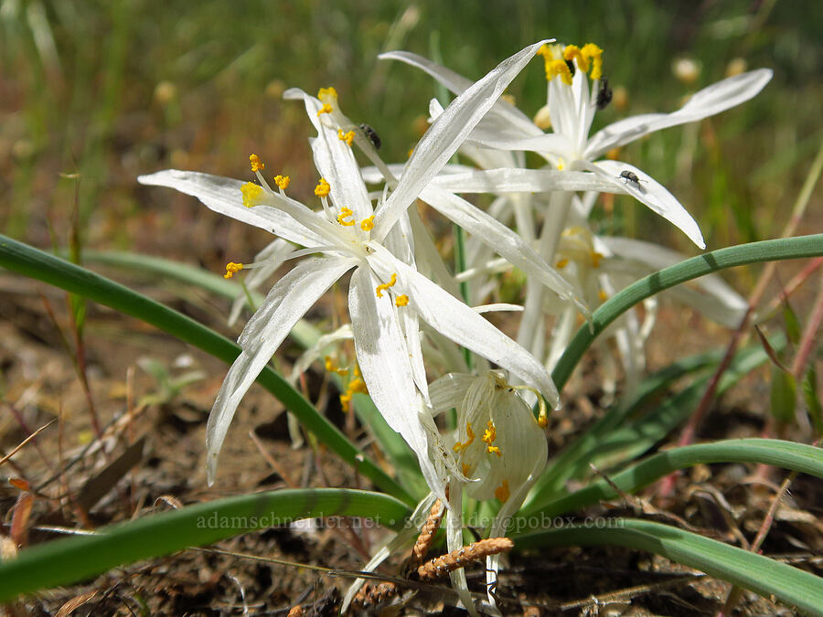 sand lily (Leucocrinum montanum) [Alder Springs Trail, Crooked River National Grassland, Jefferson County, Oregon]