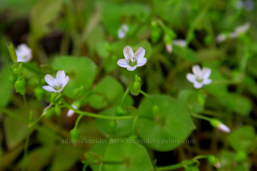 narrow-leaf miner's-lettuce (Claytonia perfoliata (Montia perfoliata)) [Old Bridge Trail, Crooked River National Grassland, Jefferson County, Oregon]