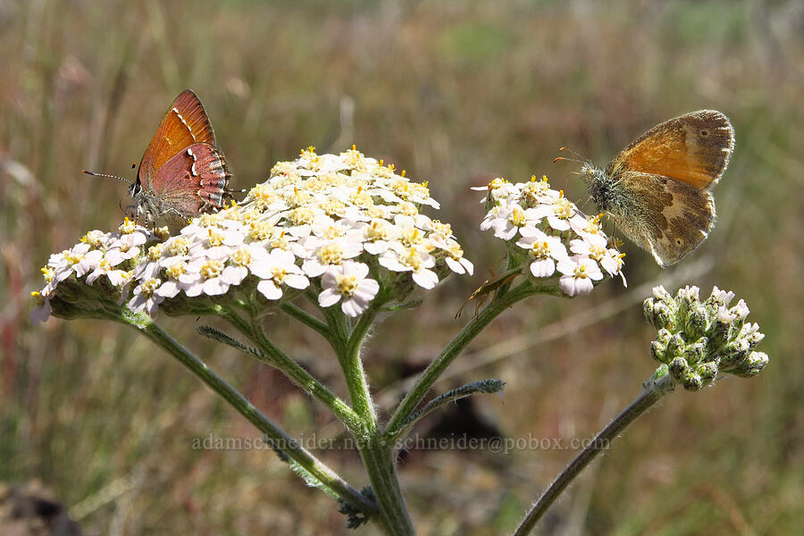 hairstreak & ringllet butterflies on yarrow (Callophrys gryneus, Coenonympha california (Coenonympha tullia california), Achillea millefolium) [above Whychus Creek, Crooked River National Grassland, Jefferson County, Oregon]