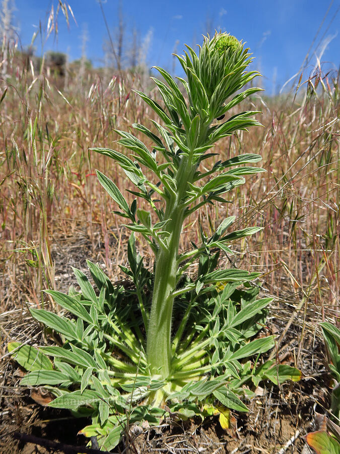 varied-leaf phacelia, budding (Phacelia heterophylla) [above Whychus Creek, Crooked River National Grassland, Jefferson County, Oregon]