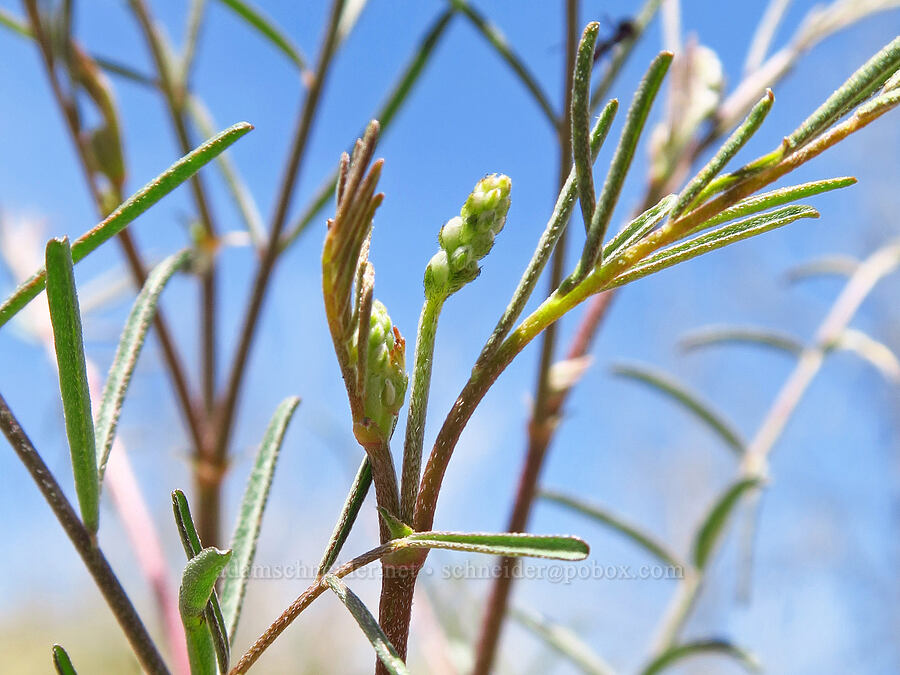 thread-stalk milk-vetch, budding (Astragalus filipes) [above Whychus Creek, Crooked River National Grassland, Jefferson County, Oregon]