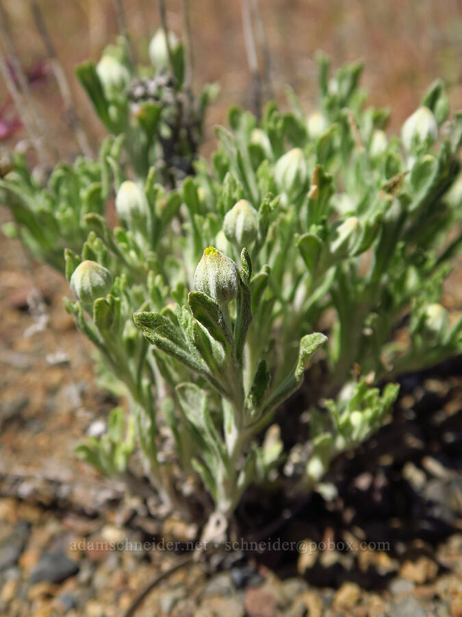 Oregon sunshine, budding (Eriophyllum lanatum) [above Whychus Creek, Crooked River National Grassland, Jefferson County, Oregon]