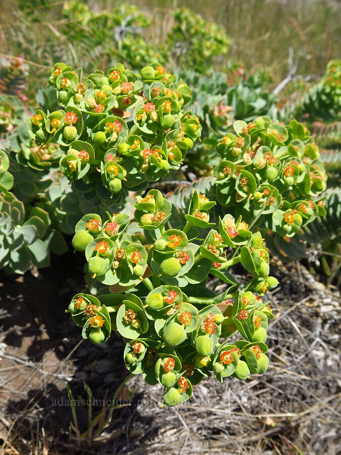 donkey-tail spurge (Euphorbia myrsinites) [above Whychus Creek, Crooked River National Grassland, Jefferson County, Oregon]