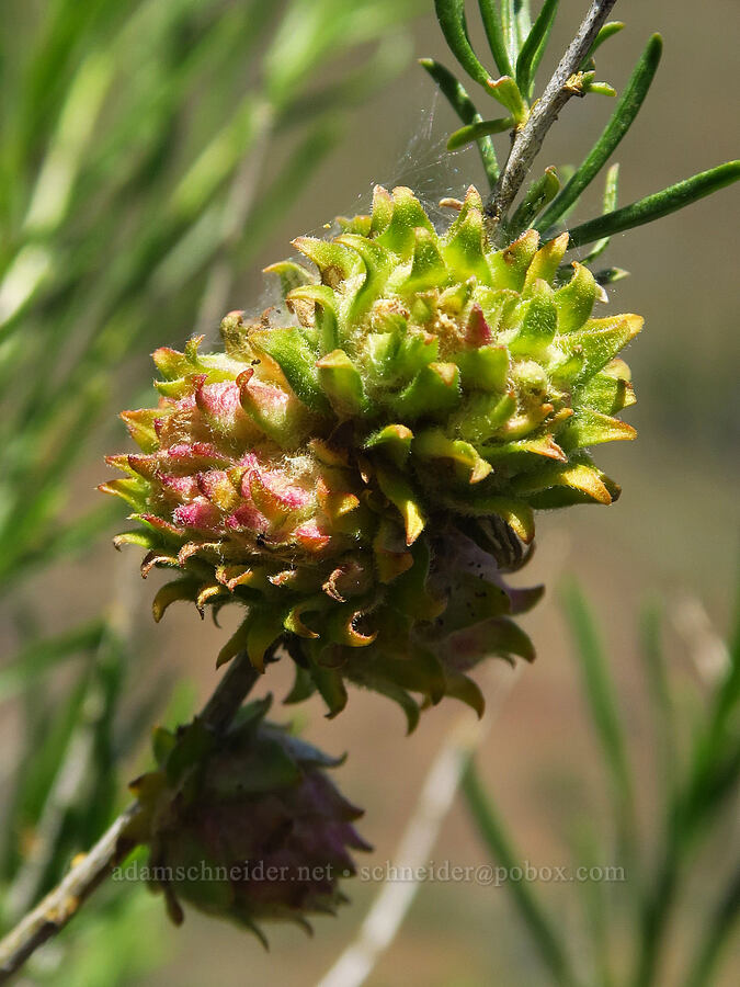 fruit fly gall on yellow rabbitbrush (Aciurina idahoensis, Chrysothamnus viscidiflorus (Ericameria viscidiflora)) [above Whychus Creek, Crooked River National Grassland, Jefferson County, Oregon]