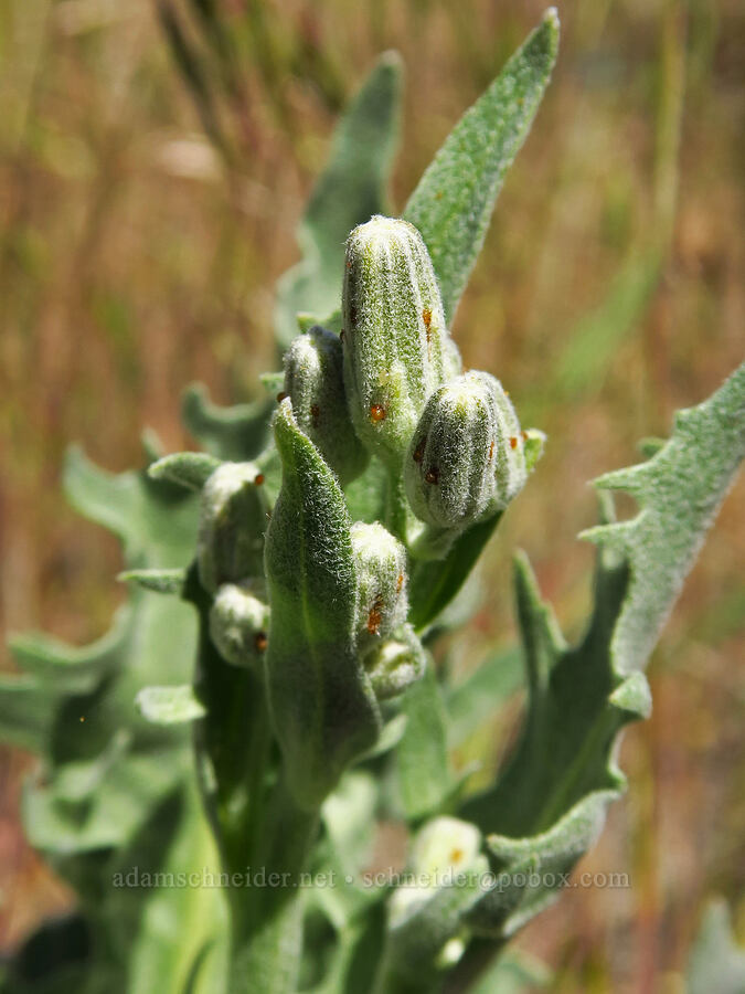 western hawksbeard, budding (Crepis occidentalis) [above Whychus Creek, Crooked River National Grassland, Jefferson County, Oregon]