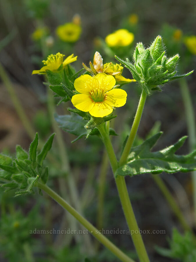 blazing-star (Mentzelia sp.) [above Whychus Creek, Crooked River National Grassland, Jefferson County, Oregon]