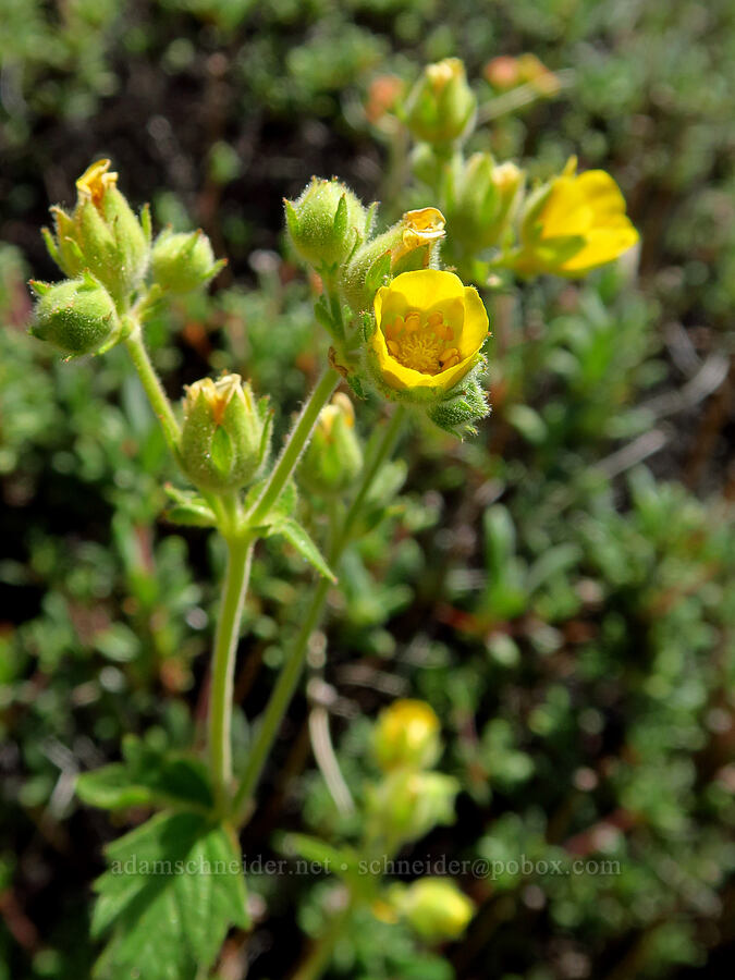 John Day cinquefoil (Drymocallis campanulata (Potentilla glandulosa var. campanulata)) [above Whychus Creek, Crooked River National Grassland, Jefferson County, Oregon]