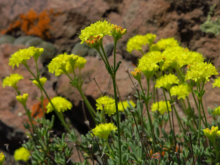 rock buckwheat (Eriogonum sphaerocephalum var. sphaerocephalum) [above Whychus Creek, Crooked River National Grassland, Jefferson County, Oregon]