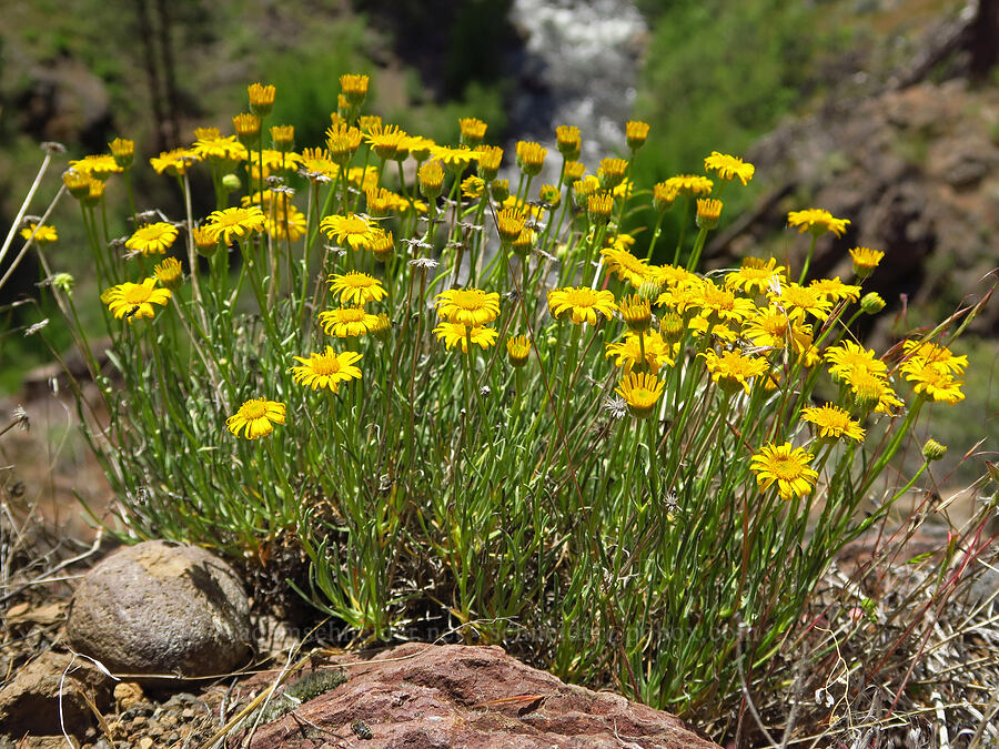 desert yellow daisies/fleabane (Erigeron linearis) [above Whychus Creek, Crooked River National Grassland, Jefferson County, Oregon]