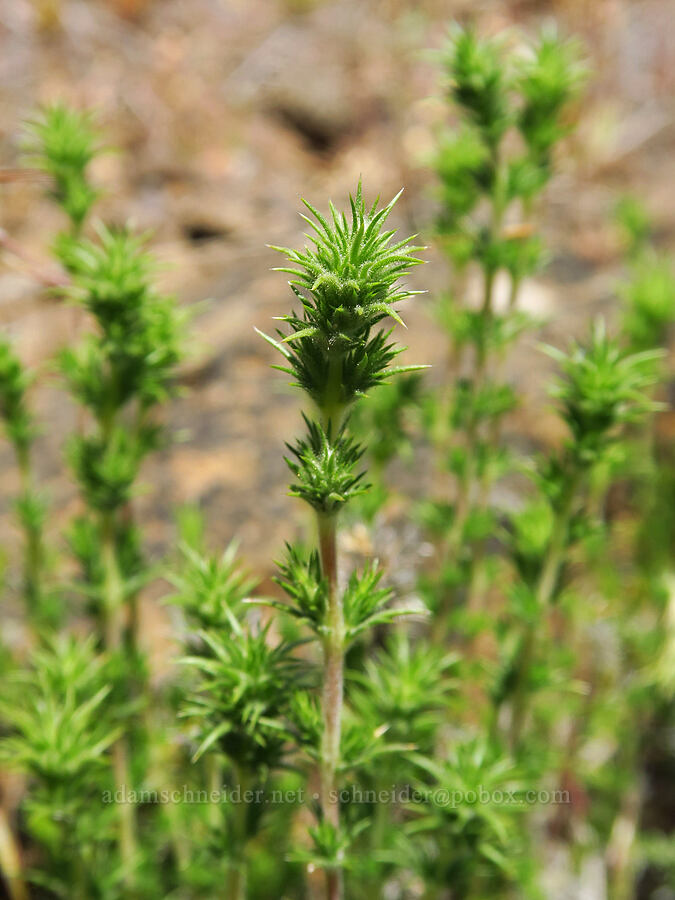 granite prickly-phlox leaves (Linanthus pungens (Leptodactylon pungens)) [above Whychus Creek, Crooked River National Grassland, Jefferson County, Oregon]