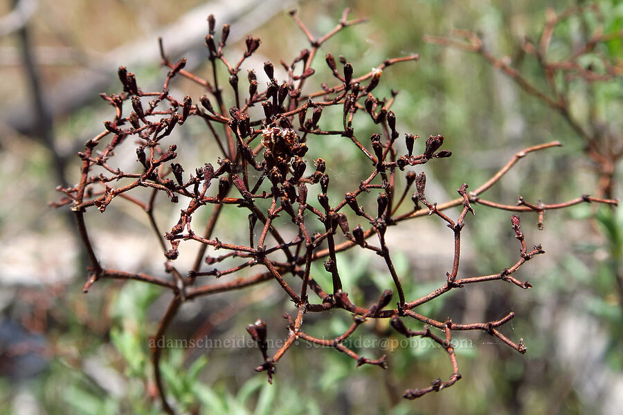 last year's Great basin buckwheat (Eriogonum microtheca var. laxiflorum) [above Whychus Creek, Crooked River National Grassland, Jefferson County, Oregon]