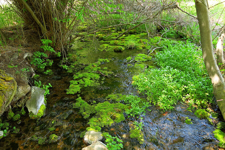 spring [Alder Springs Trail, Crooked River National Grassland, Jefferson County, Oregon]