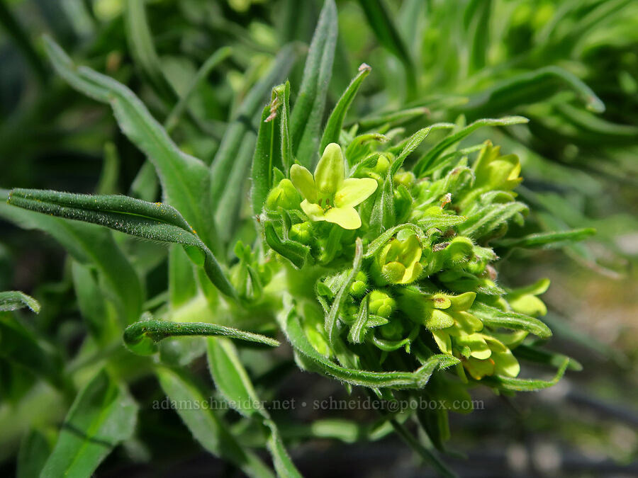 Columbia puccoon (Lithospermum ruderale) [Alder Springs Trail, Crooked River National Grassland, Jefferson County, Oregon]