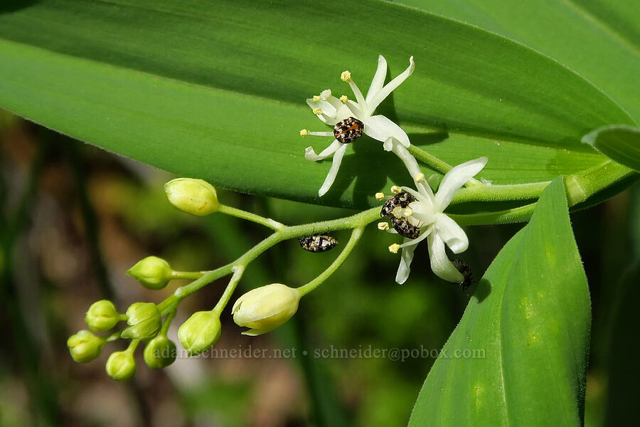 carpet beetles on starry false solomon's-seal (Anthrenus lepidus, Maianthemum stellatum (Smilacina stellata)) [Alder Springs Trail, Crooked River National Grassland, Jefferson County, Oregon]