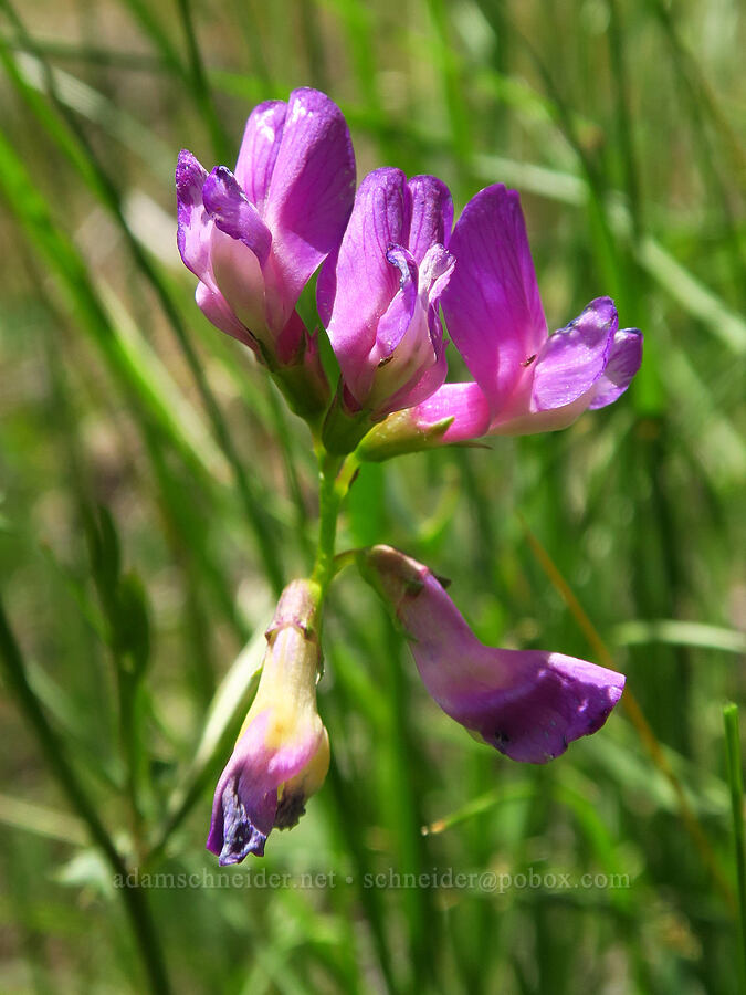 American vetch (Vicia americana) [Alder Springs Trail, Crooked River National Grassland, Jefferson County, Oregon]