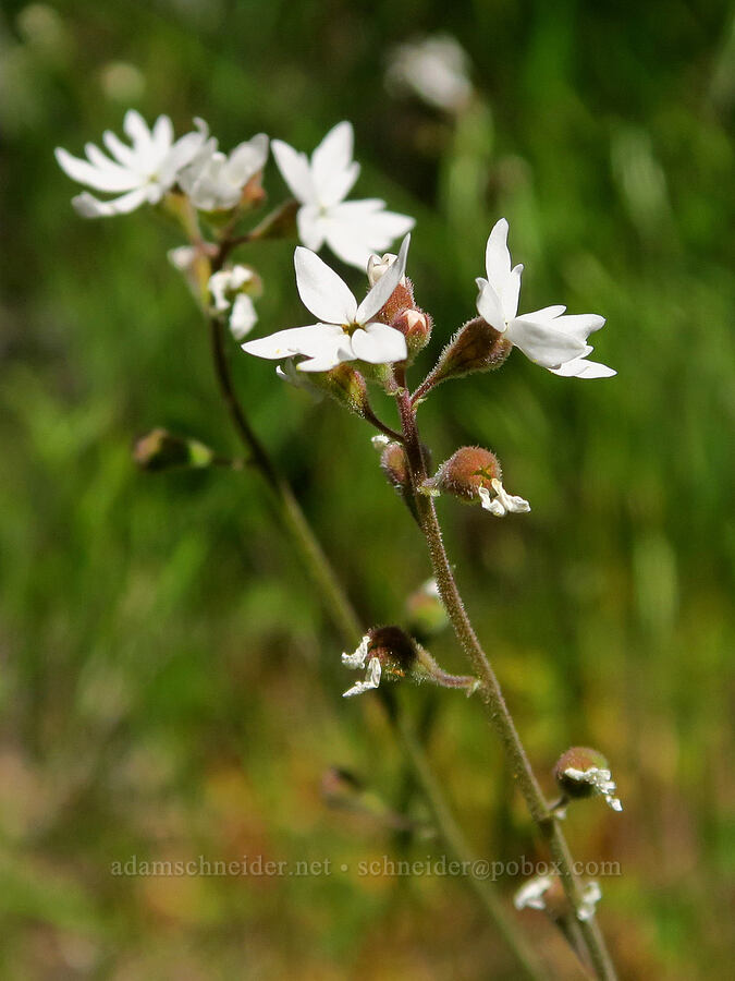 prairie star (Lithophragma parviflorum) [Alder Springs Trail, Crooked River National Grassland, Jefferson County, Oregon]