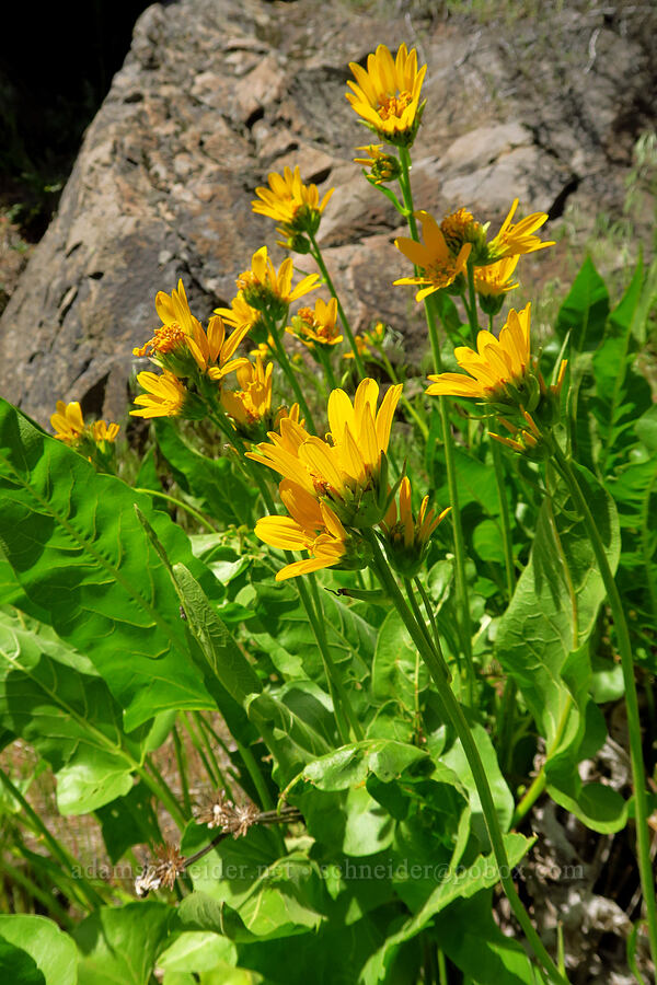 Carey's balsamroot (Balsamorhiza careyana) [Alder Springs Trail, Crooked River National Grassland, Jefferson County, Oregon]