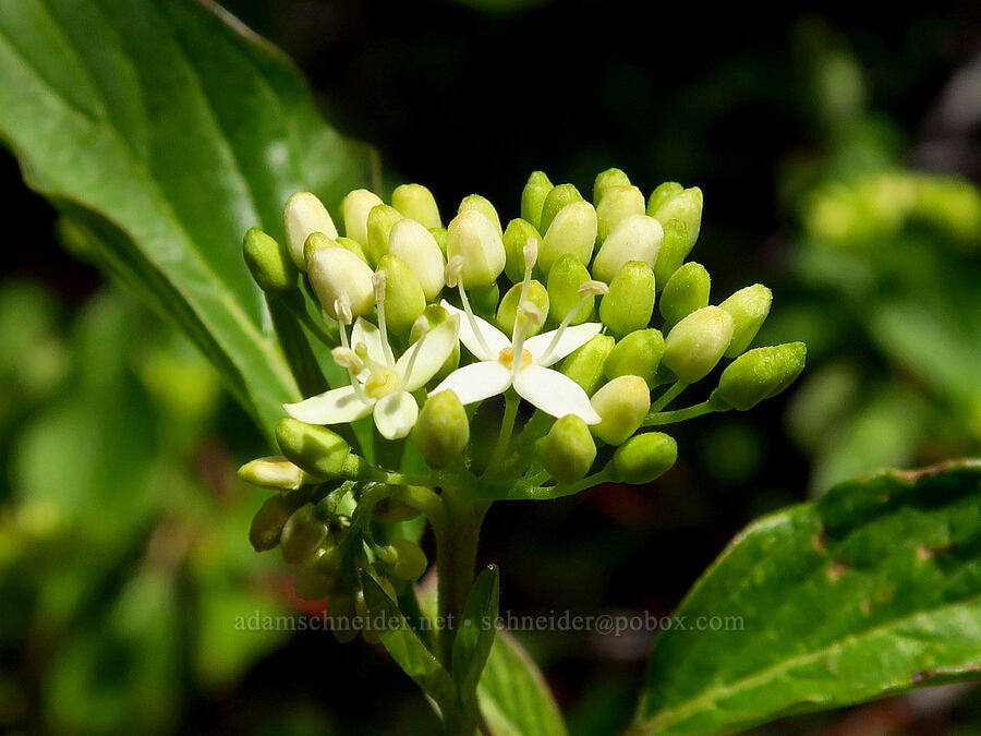 red-osier dogwood (Cornus sericea) [Alder Springs Trail, Crooked River National Grassland, Jefferson County, Oregon]