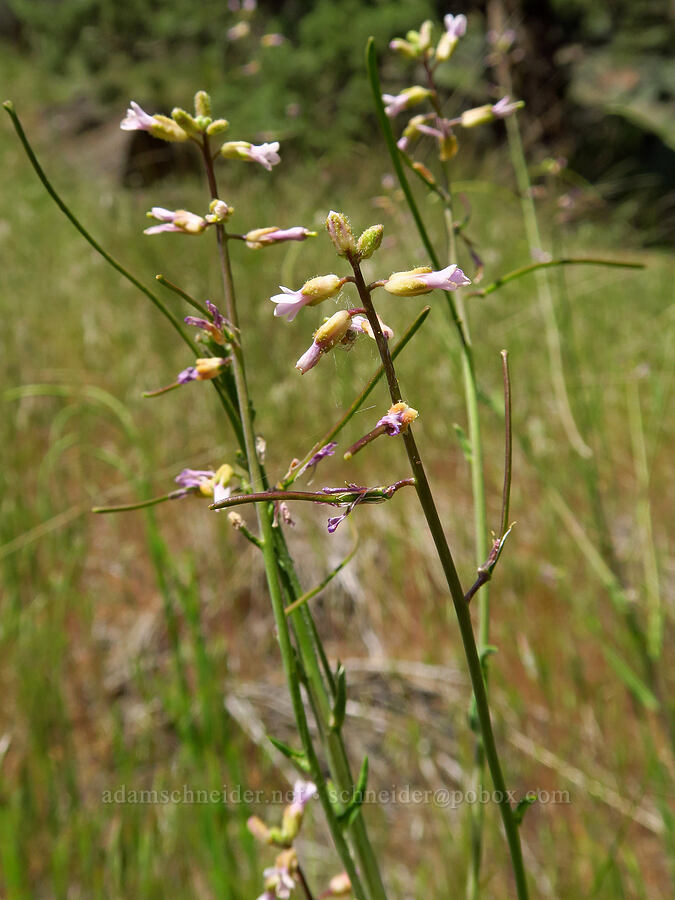 few-flowered rock-cress (Boechera pauciflora (Arabis sparsiflora var. subvillosa)) [Alder Springs Trail, Crooked River National Grassland, Jefferson County, Oregon]