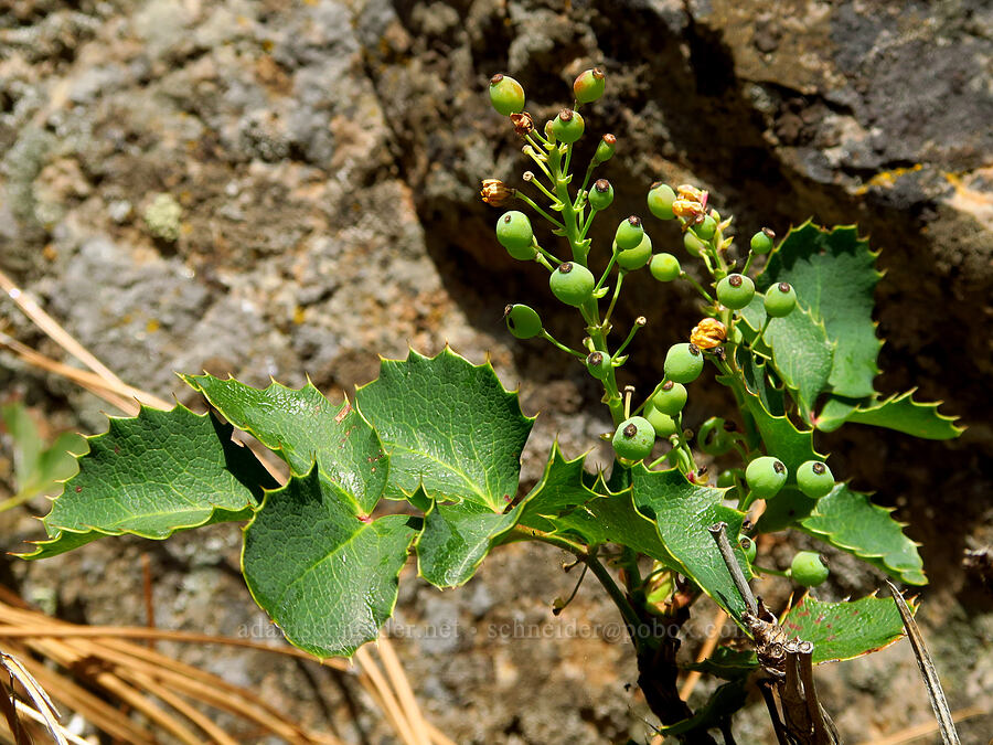 creeping Oregon-grape (Mahonia repens (Berberis repens)) [Alder Springs Trail, Crooked River National Grassland, Jefferson County, Oregon]