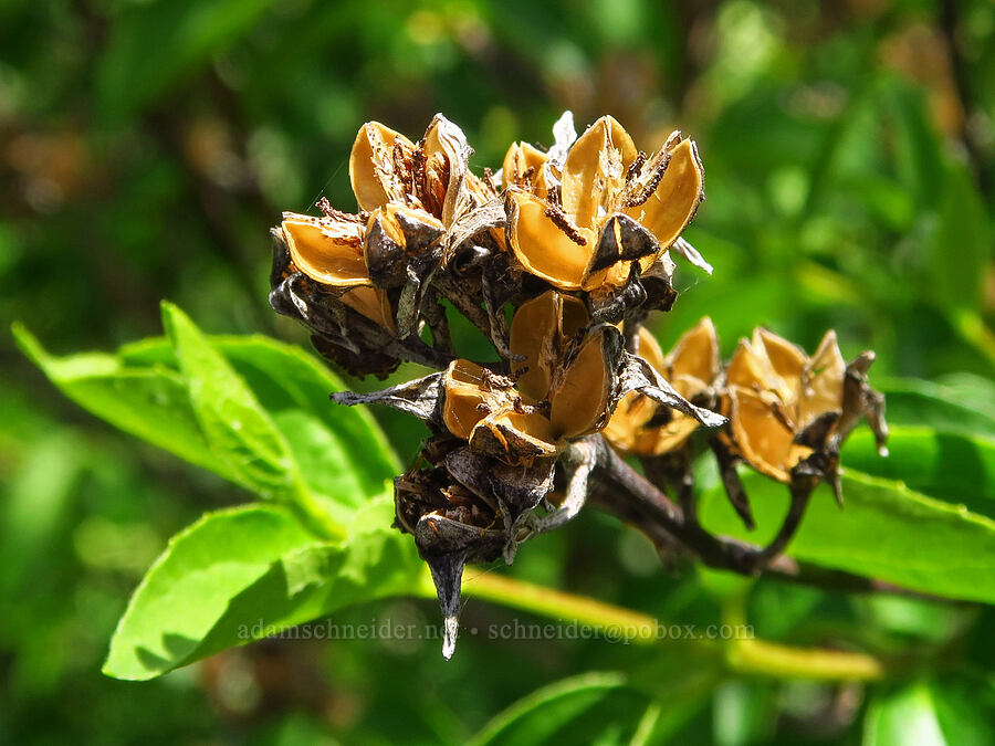 last year's mock-orange seed-pods (Philadelphus lewisii) [Alder Springs Trail, Crooked River National Grassland, Jefferson County, Oregon]