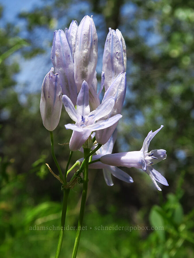 large-flowered cluster lilies (Triteleia grandiflora) [Alder Springs Trail, Crooked River National Grassland, Jefferson County, Oregon]