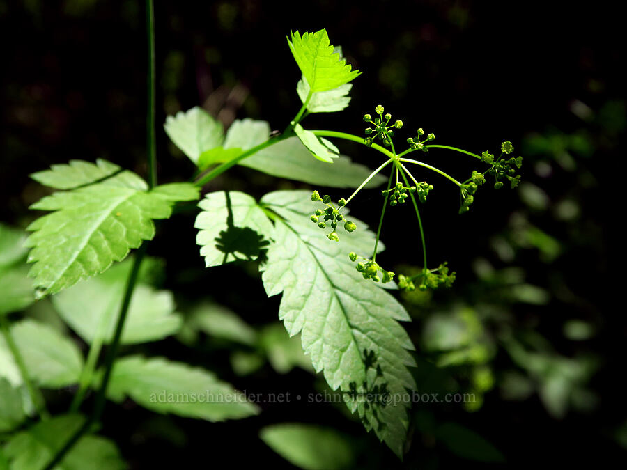 western sweet-cicely (Osmorhiza occidentalis) [Alder Springs Trail, Deschutes Canyon-Steelhead Falls WSA, Jefferson County, Oregon]